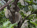 Backpacking Australia: Tips for Allergy-Friendly Travel